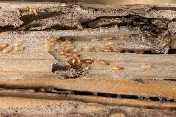 Pest Control Cost in Bourbon, MO